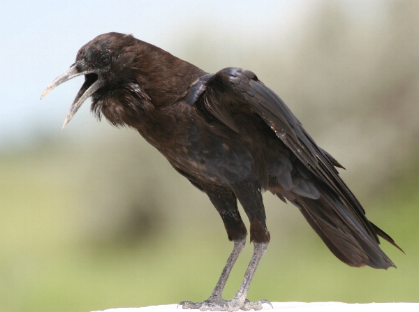 Corvus capensis image
